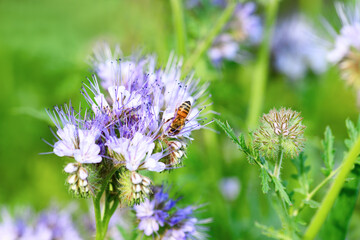 Bee and flower phacelia. Close up of a large striped bee collecting pollen from phacelia on a green background. Phacelia tanacetifolia (lacy). Summer and spring backgrounds