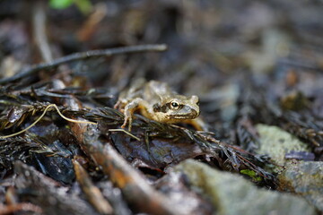 frog on the ground
