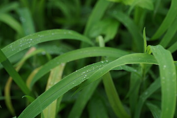 rain drops on a leaf