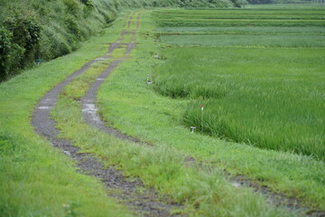 rice field in Japan 