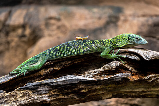 Reisinger&rsquo;s Tree Monitor (Varanus reisingeri) Carrying its Food