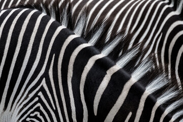 Fototapeta na wymiar Fur Pattern of Grevy’s Zebras (Equus grevyi)