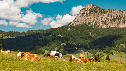 Fototapeta na wymiar Beautiful alpine summer view with cows at the famous Tannheimer Tal valley, Tannheim, Tyrol, Austria