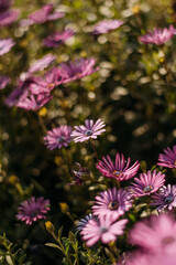 Flores rosas en campo verde