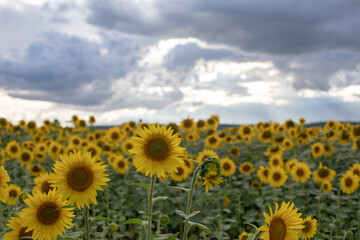 sunflower field, sunset, rainy clouds, Ukrainian symbol