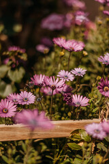 Obraz premium Flores rosas en campo verde