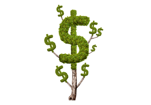 Money tree isolated transparency background.
