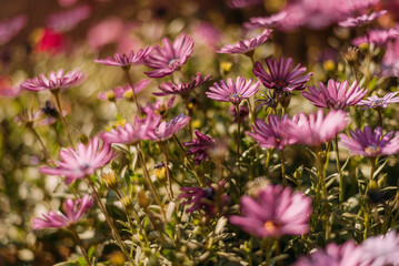 Obraz premium Flores rosas en campo verde