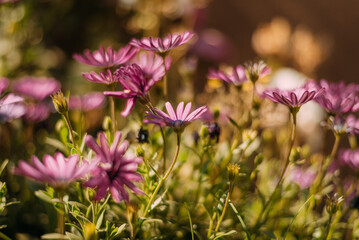 Flores rosas en campo verde