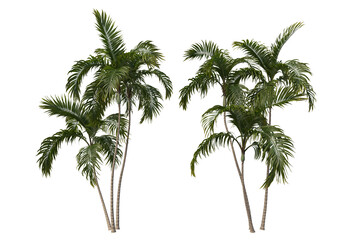 Obraz premium Tropical plants on a transparent background 
