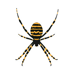 Black yellow striped spider isolated on white background.Spider icon.Element for Halloween design.Vector illustration