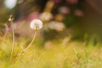 Diente de le&oacute;n en campo verde