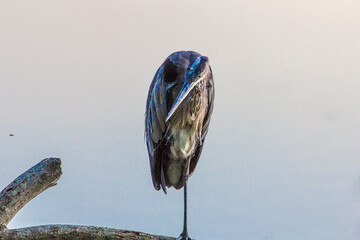 Great Blue Heron Standing One-legged on a tree branch, Antrim Lake, Columbus, Ohio