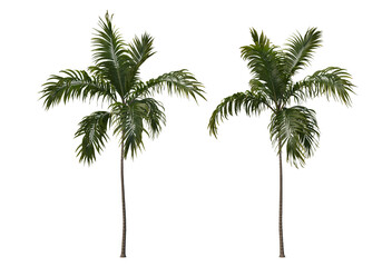 Tropical plants on a transparent background
