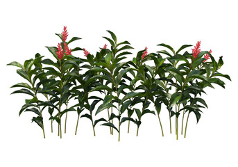 Tropical plants on a transparent background
