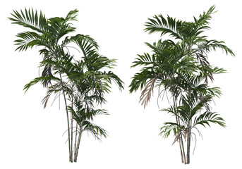Tropical plants on a transparent background

