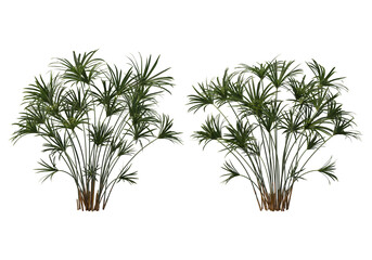 Obraz premium Tropical plants on a transparent background 