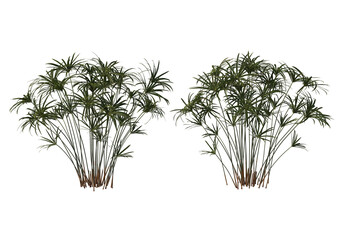 Tropical plants on a transparent background
