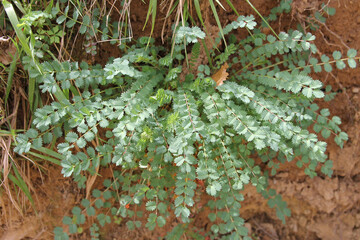 A specimen of the genus Sanguisorba in Corullon, Leon, Spain