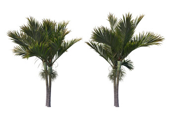 Fototapeta premium Tropical plants on a transparent background 