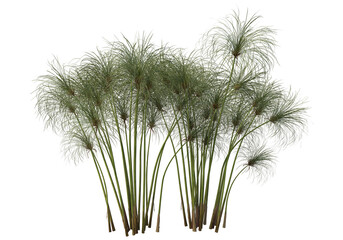 Tropical plants on a transparent background
