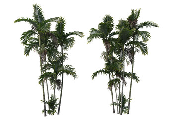Obraz premium Tropical plants on a transparent background 