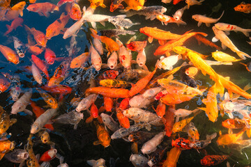 Colorful School of Japanese Koi Fish in a Sunlit Pond.