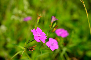 pink carnation flowers on green grass background, close-up