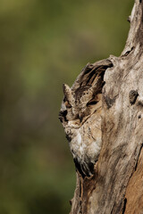 Scops Owl enjoying winter afternoon sun