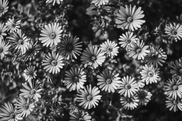 flores en blanco y negro