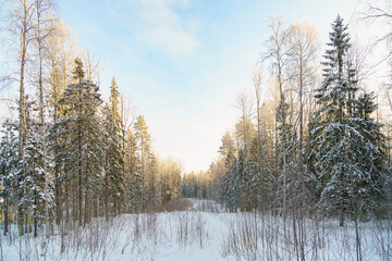 Sunny morning in forest in winter