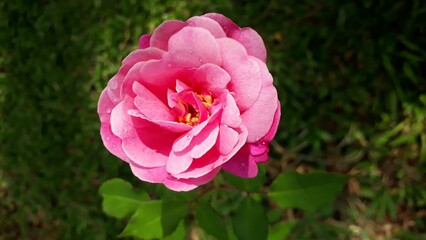 Rose with dew drops in the morning.