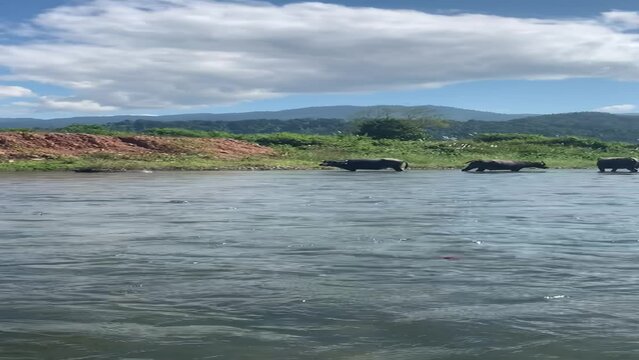 Buffles de rivi&egrave;re &agrave; Vang Vieng - Laos