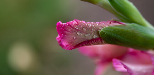 Fototapeta premium Water drop on flower