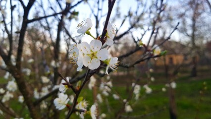 flowers in spring