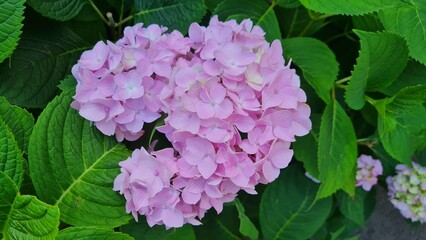 pink hydrangea flowers in garden