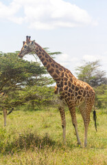 Maasai Girraffes standing in the middle of the savanna