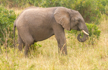Naklejka na ściany i meble African Elephants in a park