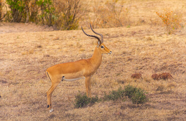 Fototapeta premium Maasai mara Impala standing in the park