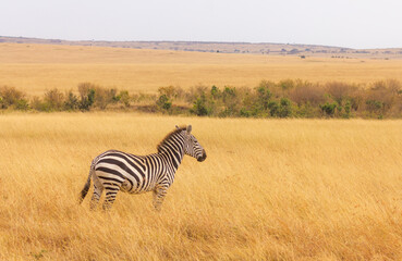 Fototapeta na wymiar Zebras in a national park during a safari