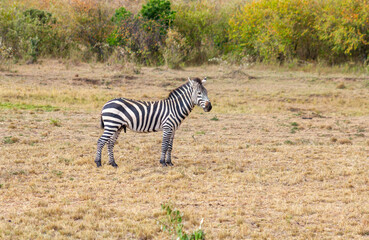 Naklejka premium Zebras in a national park during a safari