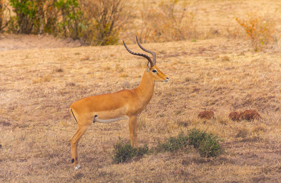 Maasai mara Impala standing in the park