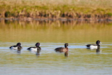 Tufted Ducks on the lake ( Aythya fuligula ) Birds on the lake