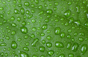 Green leaf with water drop. Nature horizontal background.