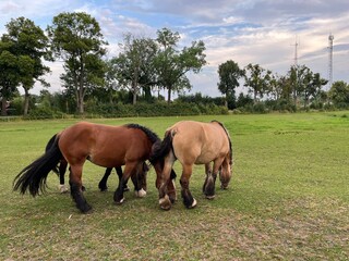  Care, nature, grass - Horse meal and vigilance of a dog guarding horses