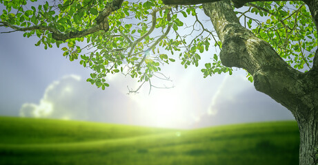 close up tree and green hill at sunrise at countryside