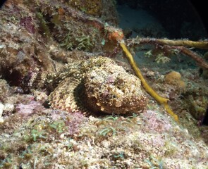 Spotted Scorpionfish on the reef