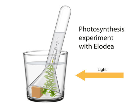 Photosynthesis Algae Images – Browse 3,550 Stock Photos, Vectors, and