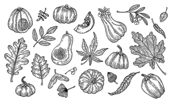 Vector illustration of autumn leaves and pumpkins in engraving style. Graphic linear oak leaf, acorns, berries, maple leaves, ginkgo, pumpkins