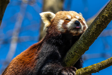 The red panda, Ailurus fulgens, also called the lesser panda.